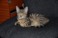 W19411 SPARKLE (Rehomed) 2011.11.01 -