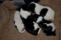 2013.11.01 New pups