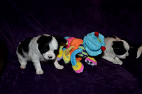 2012.12.08 Lotties pups update 3